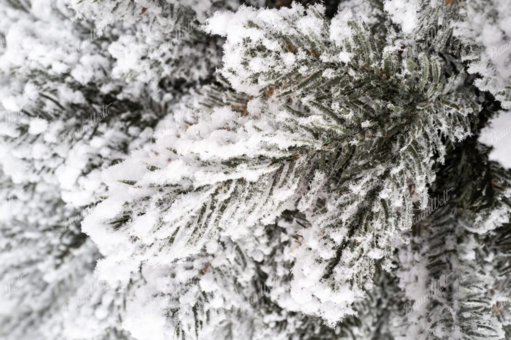 Weihnachtsbaum im Topf 3D Königsfichte