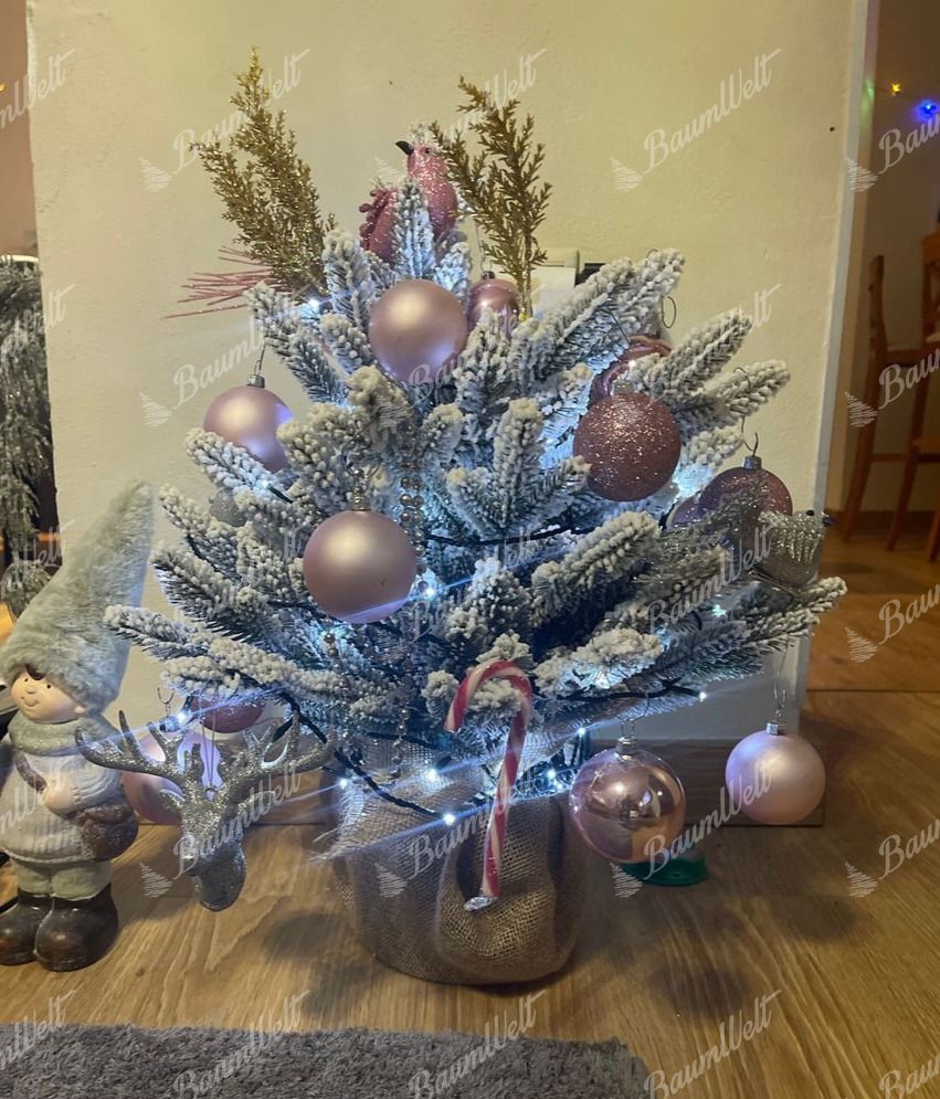 Weihnachtsbaum im Topf 3D-Königsfichte 60cm